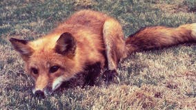 Rabid fox reported in Griffin area, caution urged