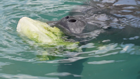 Chick-fil-A helping manatees at Puerto Rico conservation center