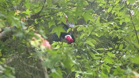 Polk County woman battles vulture invasion on family property