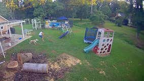 Dogs protect Griffin woman from rabid fox attack