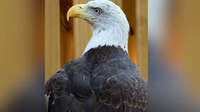 Zoo Atlanta announces death of bald eagle named Sequoyah