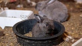 More than 100 rabbits found in Chattanooga home, rescue underway