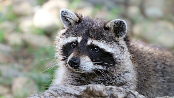 Man bitten by raccoon he attempted to rescue, CNC issues warning
