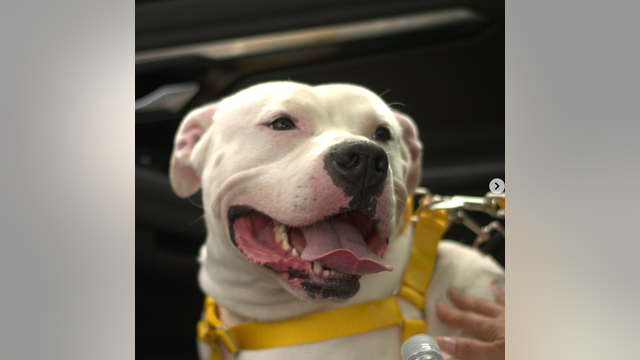 'Alligator' at DeKalb County Animal Shelter rescued after 500 days
