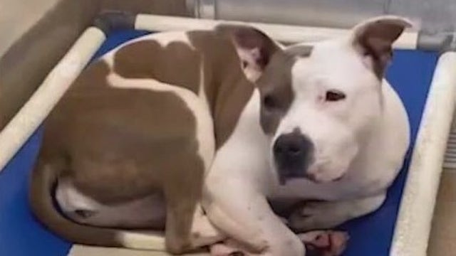 Clayton County animal advocates desperate for fosters as shelter sees overcrowding