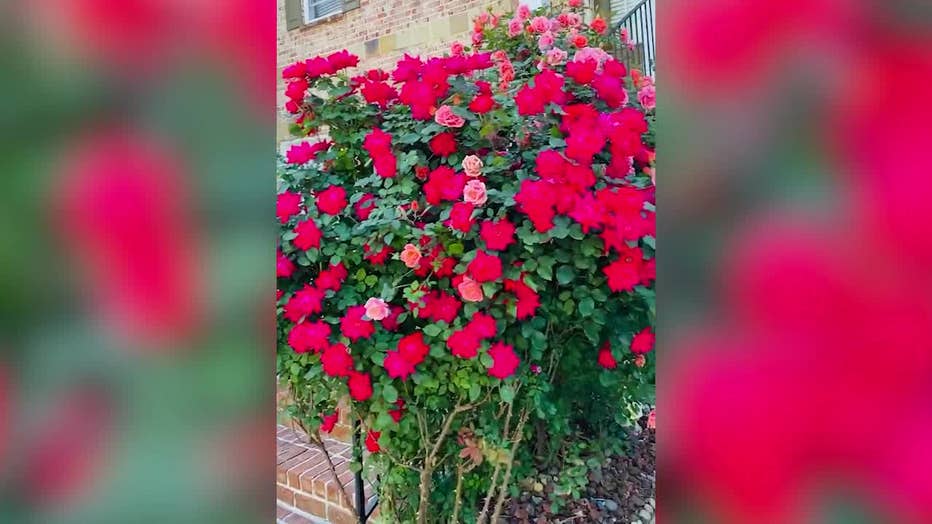 Robyn Fly shared this image of her rose bush, which she says is where she was stung by a wasp, sending her to the hospital.