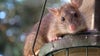 Atlanta named 1 of the most rat-infested cities in the US