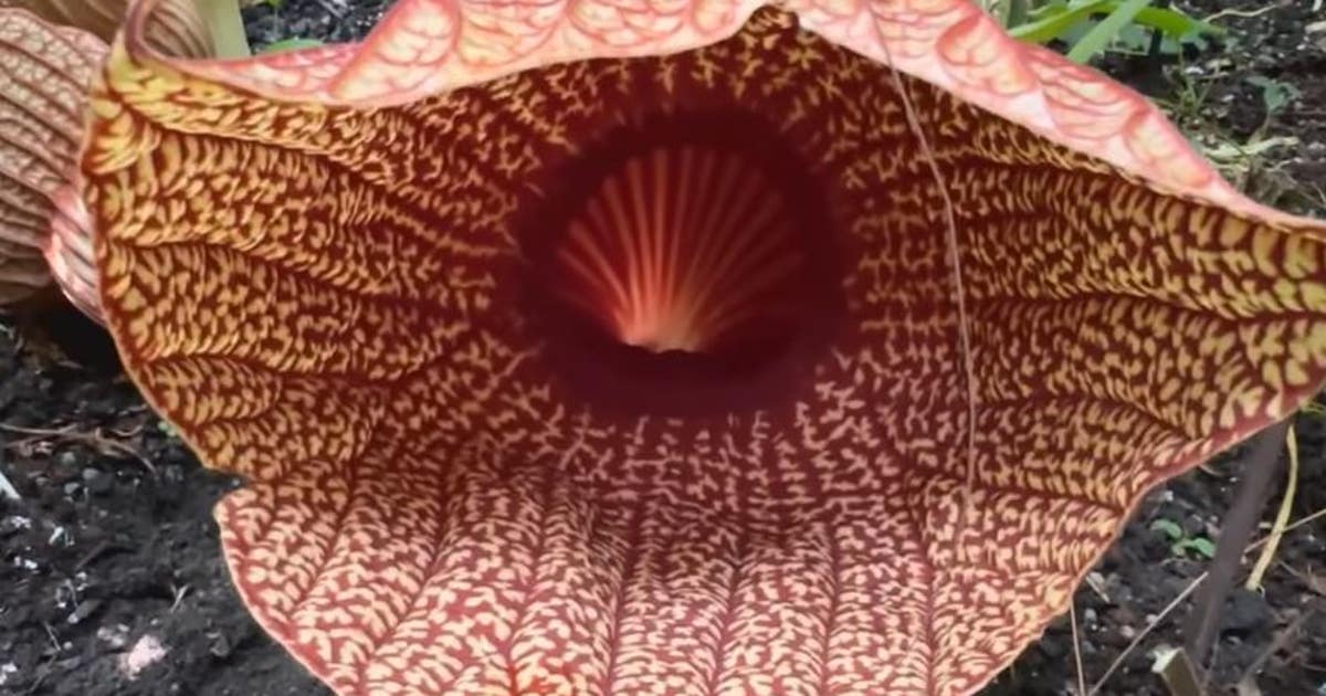 africancorpseflower.jpg?ve=1&tl=1