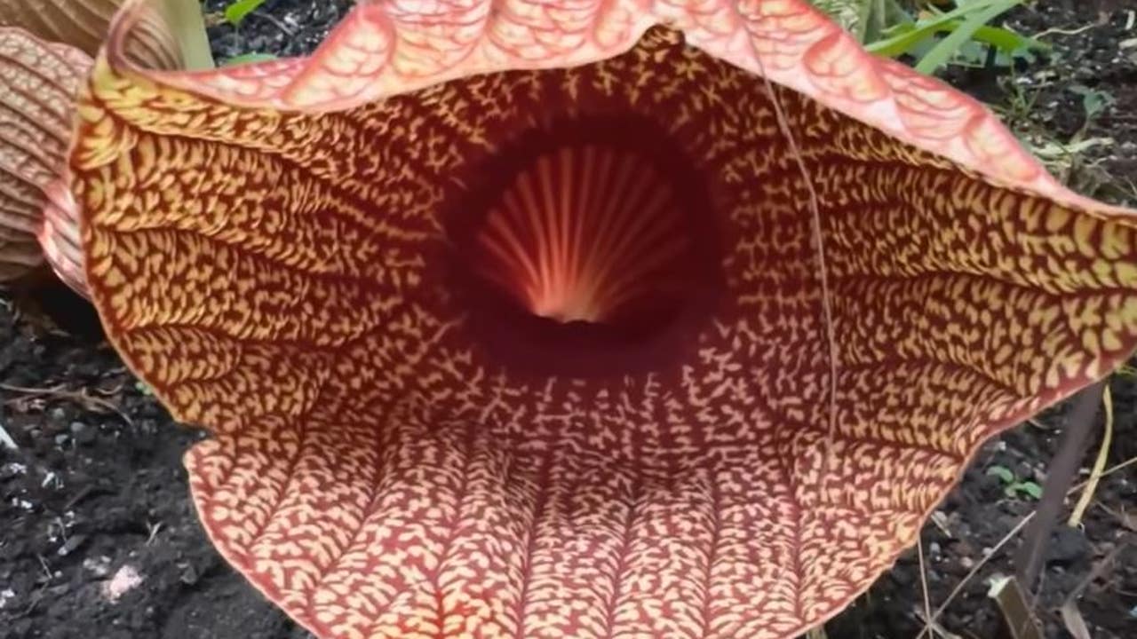 Rare African Corpse Flower blooming at Atlanta Botanical Garden