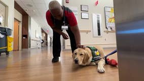 Former foster dog Mae helping cancer patients at Ohio hospital