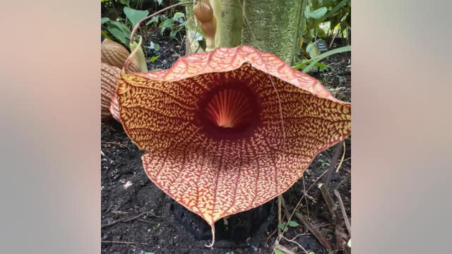 Rare African Corpse Flower blooming at Atlanta Botanical Garden
