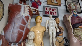 Chamblee Oddities Museum contains a curious collection