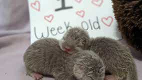 North Georgia Wildlife Park welcomes two new otter pups after unexpected births