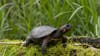 Georgia's southern bog turtle among species at risk, lawsuit filed