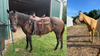 Georgia agriculture investigators help crash interstate horse theft case