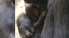 It's a girl! Zoo Atlanta welcomes newborn gorilla