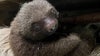 Zoo Atlanta reveals name of new baby sloth