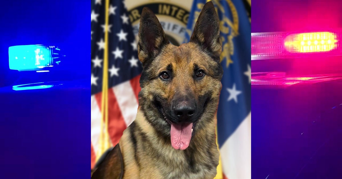 New K-9 deputy joining Fayette County Sheriff's Office | FOX 5 Atlanta
