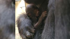 It's a girl! Zoo Atlanta welcomes newborn gorilla