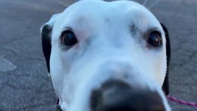 Kennesaw animal shelter loses parking lot to road widening project; their race to raise funds