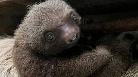 Zoo Atlanta reveals name of new baby sloth