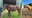 Georgia agriculture investigators help crash interstate horse theft case