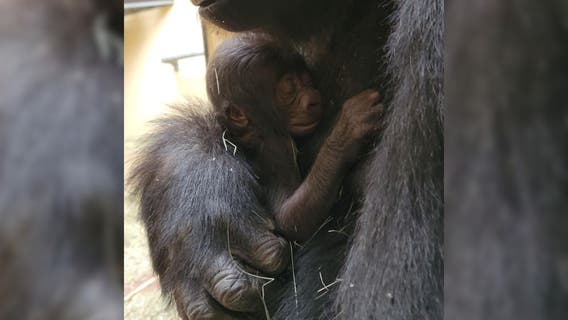 Zoo Atlanta's newborn gorilla has died
