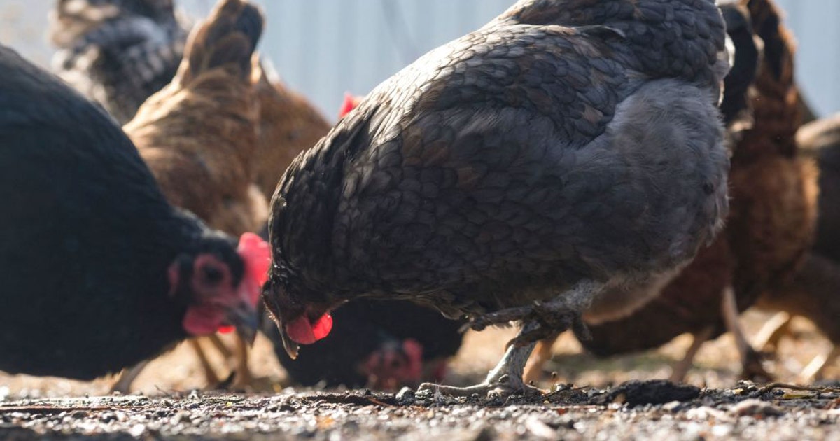 Bird flu: CDC confirms 1st severe human case in US, California declares ...