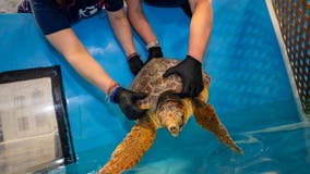 PHOTOS: Georgia Aquarium helping 8 stranded loggerhead sea turtles