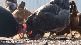 Bird flu: CDC confirms 1st severe human case in US, California declares emergency