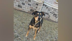 Cherokee County animal rescue seeking home for veteran's dog