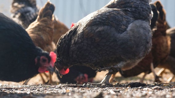 Bird flu: CDC confirms 1st severe human case in US, California declares emergency