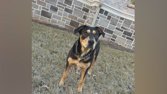 Cherokee County animal rescue seeking home for veteran's dog