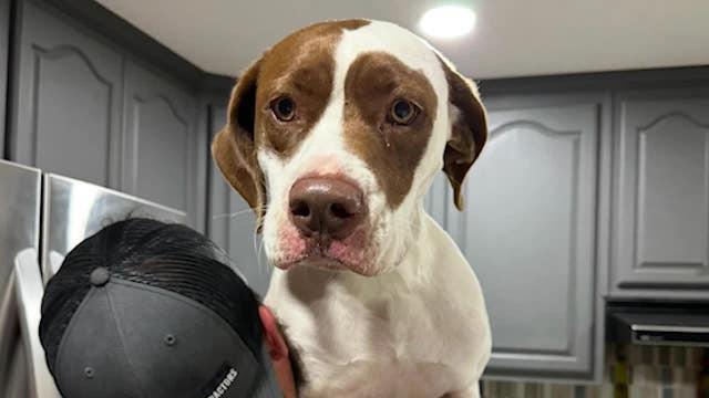 Cobb County police kill pet dog in front of family after 911 call