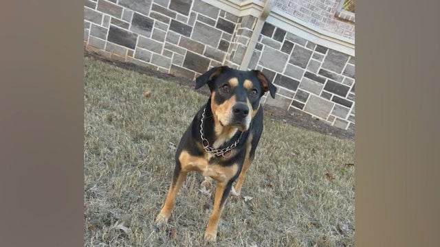 Cherokee County animal rescue seeking home for veteran's dog