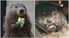 Georgia's General Beauregard 'Beau' Lee preparing for Groundhog Day prediction on Feb. 2