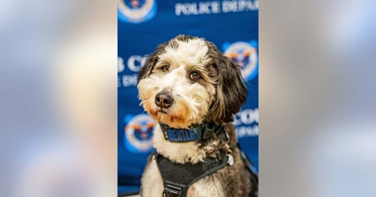 Cobb County police welcome new peer support K-9 officer | FOX 5 Atlanta