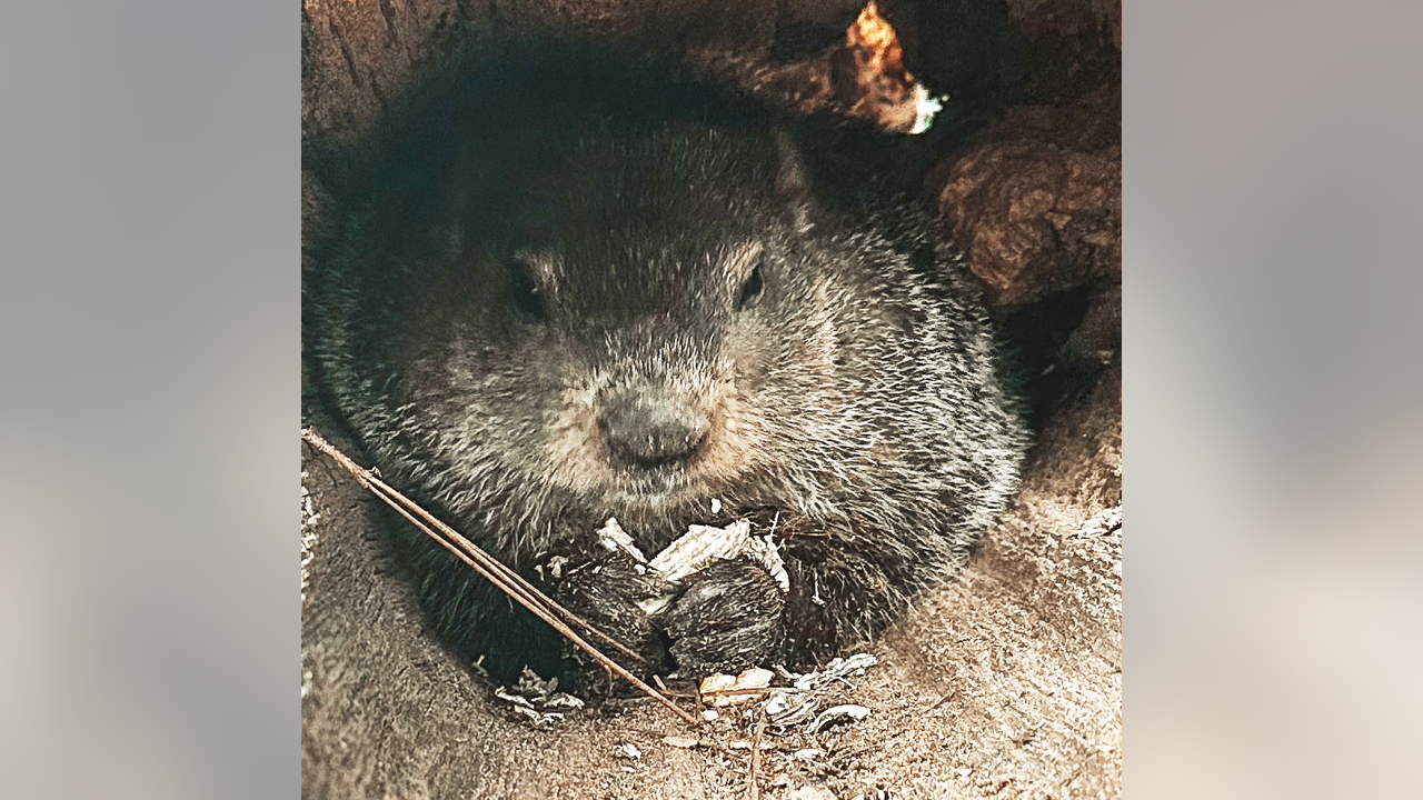 Groundhog Day 2025 forecast Could weather effect General Beauregard