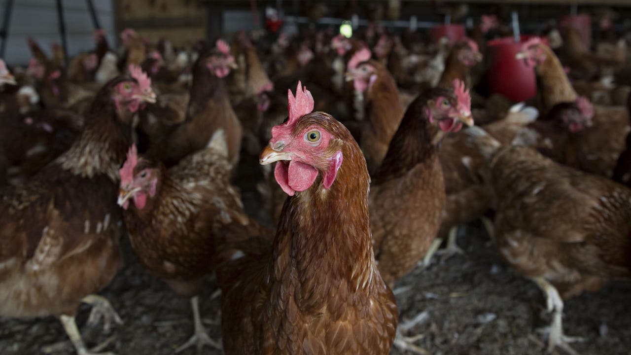 2nd case of bird flu detected at Georgia poultry farm, quarantine continues