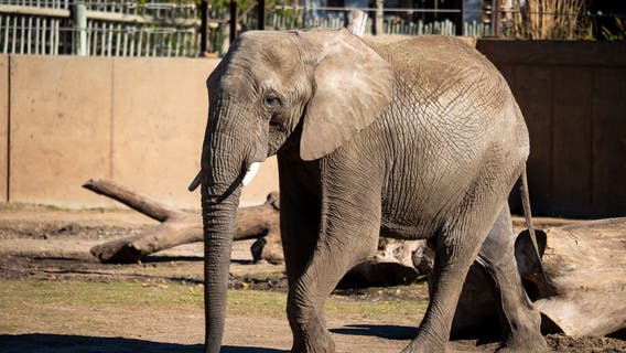 Zoo Atlanta welcomes Titan the African elephant to Savannah habitat