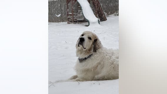 PHOTOS: Pets, animals in the snow in metro Atlanta, North Georgia | Jan. 10, 2025