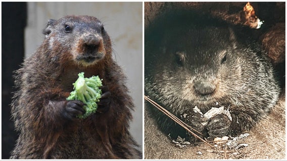 Georgia's General Beauregard 'Beau' Lee preparing for Groundhog Day prediction on Feb. 2