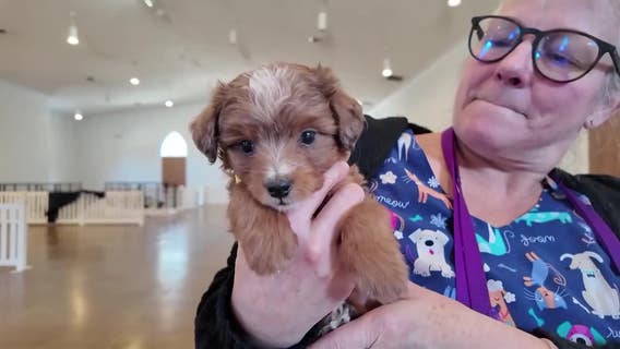 Shocking Coweta County animal hoarding case: Over 150 dogs rescued