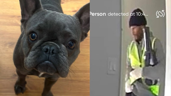 Stolen French bulldog Luna reunited with family after emotional ordeal