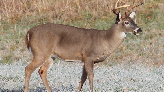 Georgia DNR confirms first case of chronic wasting disease in deer