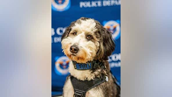 Cobb County police welcome new peer support K-9 officer