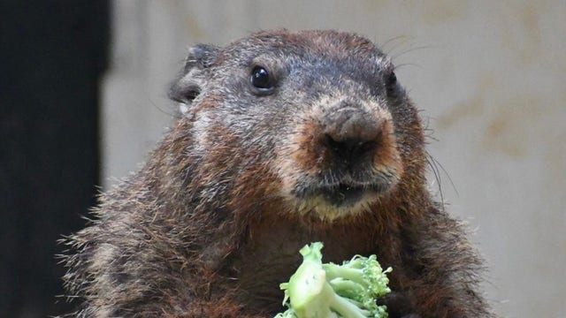 Georgia Groundhog Day 2025: What time will General Beauregard Lee make his prediction?
