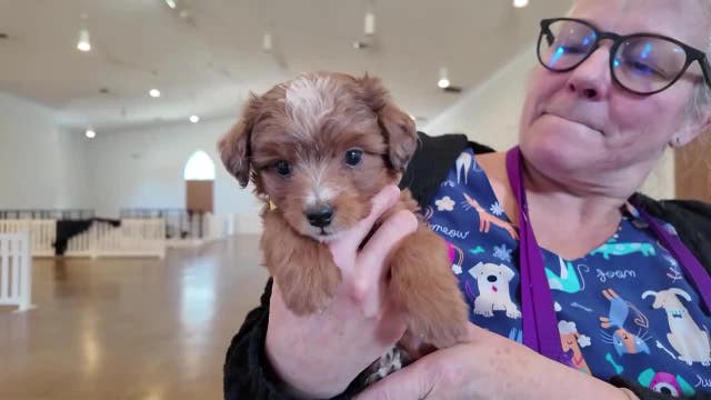 Shocking Coweta County animal hoarding case: Over 150 dogs rescued