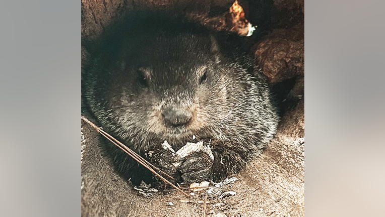 Groundhog Day 2025 forecast Could weather effect General Beauregard