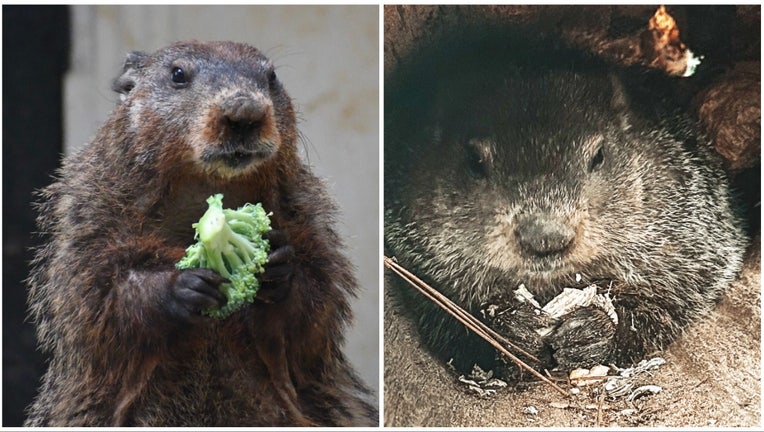 what is the prediction for groundhog day 2025